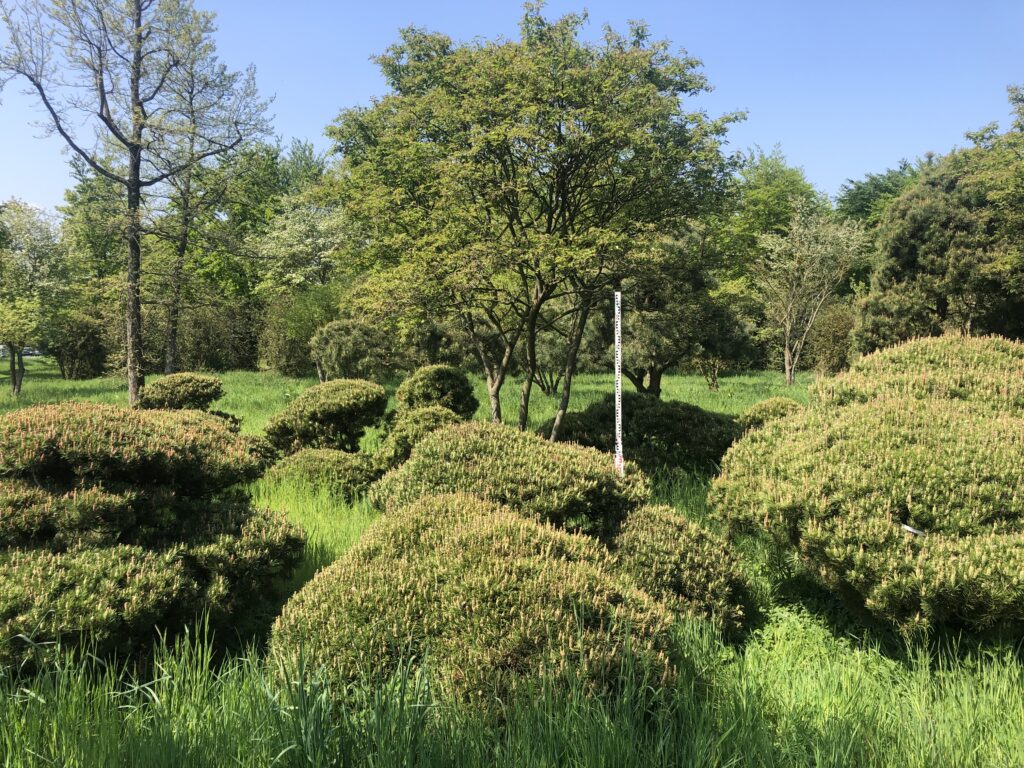 Felsenbirne mehrstämmig und Pinus mughus Wolkenform