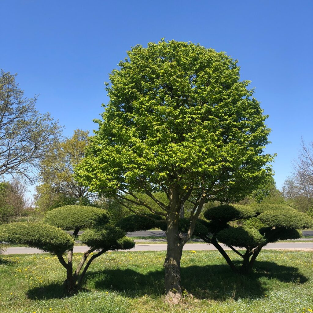 knorrige Hainbuche mit 2 Wacholder Bonsai