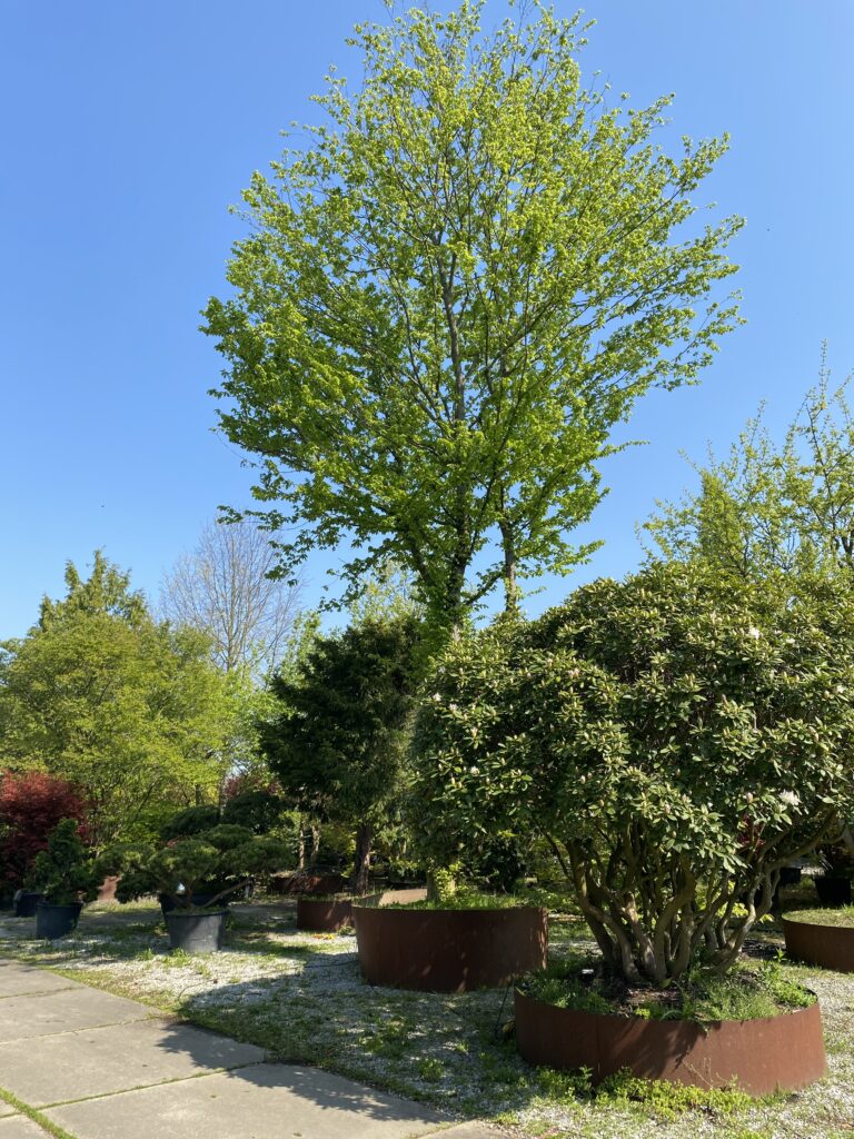 weiße Rhododendron als Schirmform und ein mehrstämmiger Feldahorn